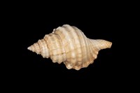 藏品(黑齒法螺)的圖片